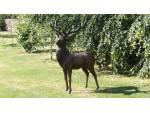 Large Bronze Stag