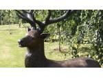 Large Bronze Stag