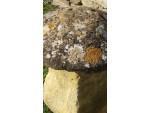 Antique Cotswold Staddlestone
