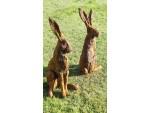 Christine Baxter - Sitting Hare