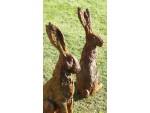 Christine Baxter - Sitting Hare