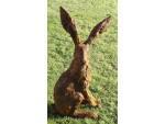Christine Baxter - Alert Hare