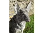Vintage Stone Dog