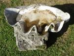 Clam Shell Birdbath