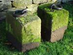 Antique Tethering Stones (Two)
