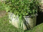 Vintage Galvanised Oval Planter